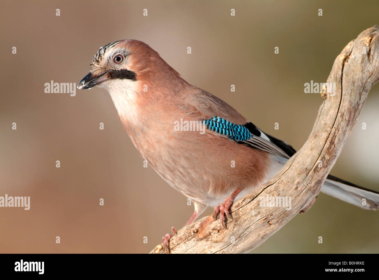 Eurasian Jay (Garrulus glandarius), Schwaz, in Tirolo, Austria, Europa Foto Stock