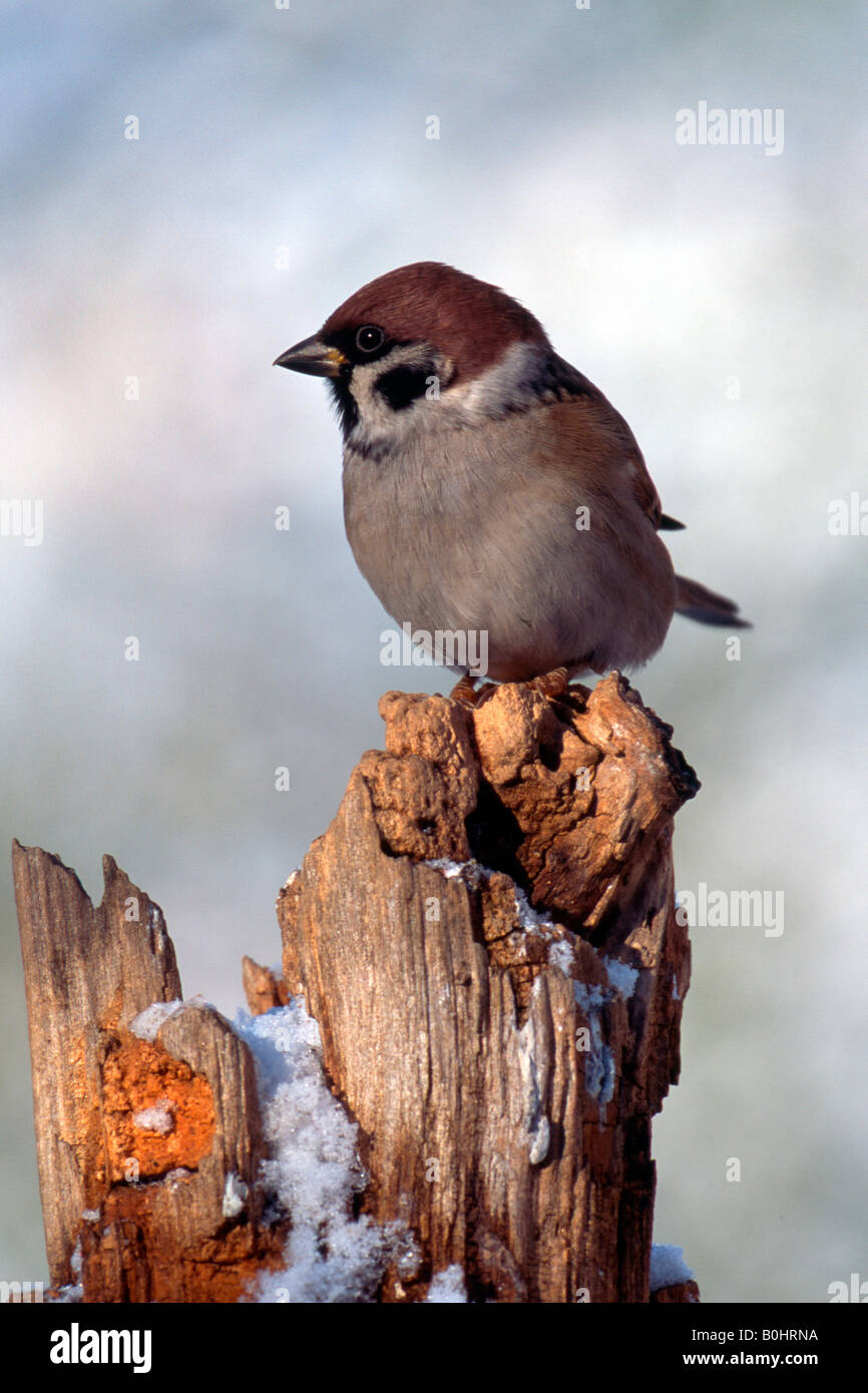 Tree Sparrow (Passer montanus), Schwaz, in Tirolo, Austria, Europa Foto Stock