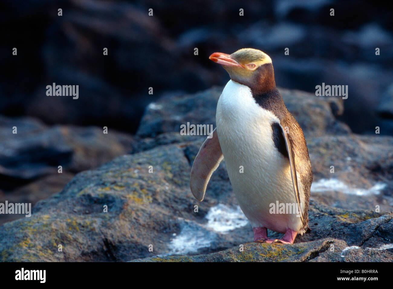 Giallo-eyed Penguin o Hoiho (Megadyptes antipodes), Isola del Sud, Nuova Zelanda Foto Stock