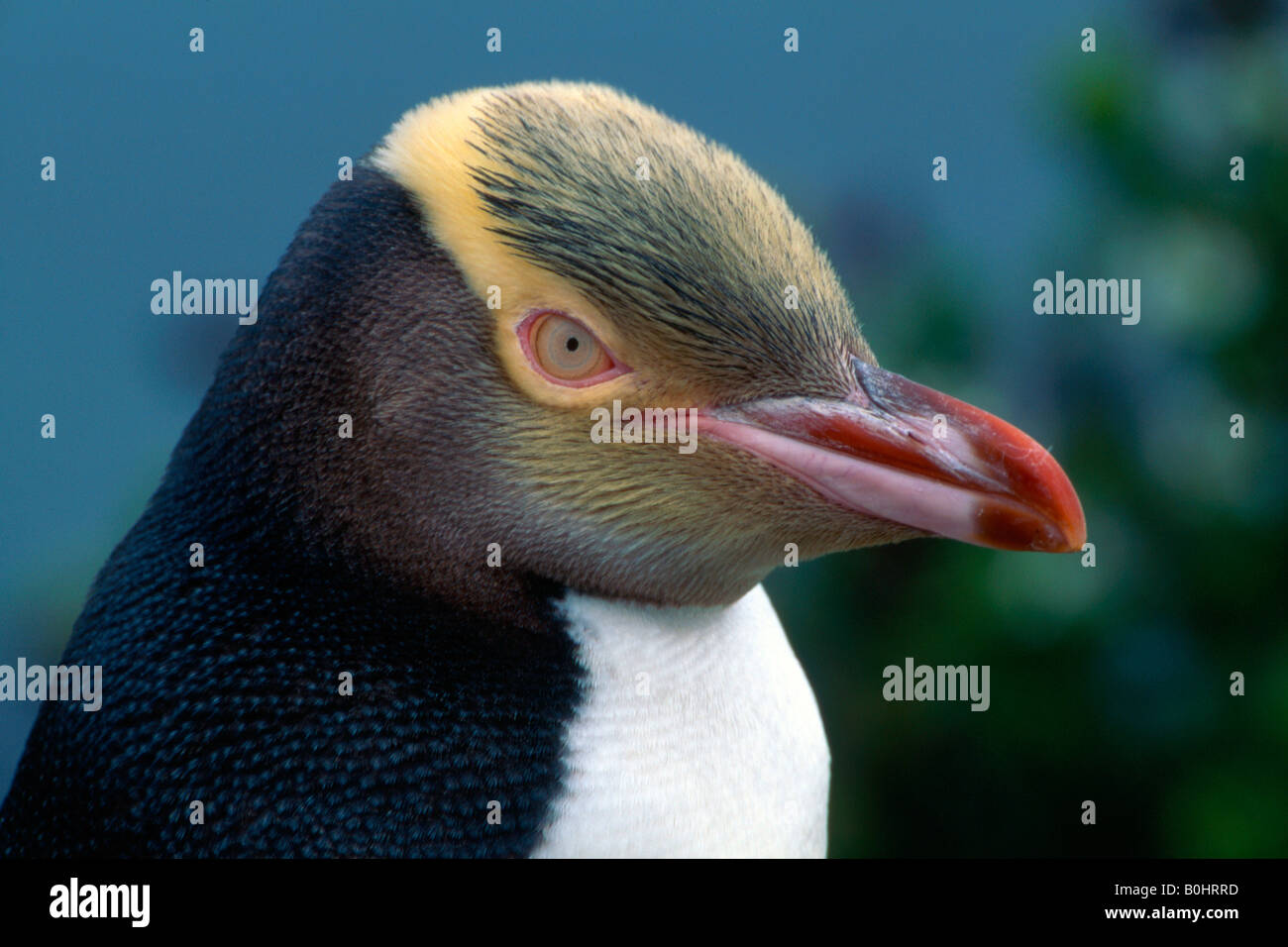 Giallo-eyed Penguin o Hoiho (Megadyptes antipodes), Isola del Sud, Nuova Zelanda Foto Stock