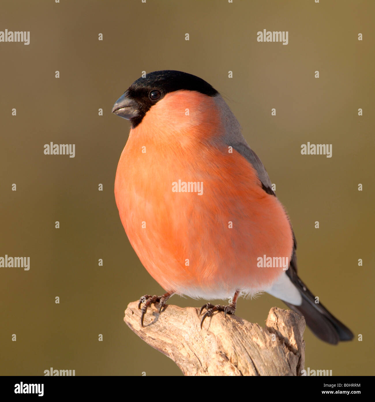 Ciuffolotto (Pyrrhula pyrrhula), Schwaz, in Tirolo, Austria, Europa Foto Stock
