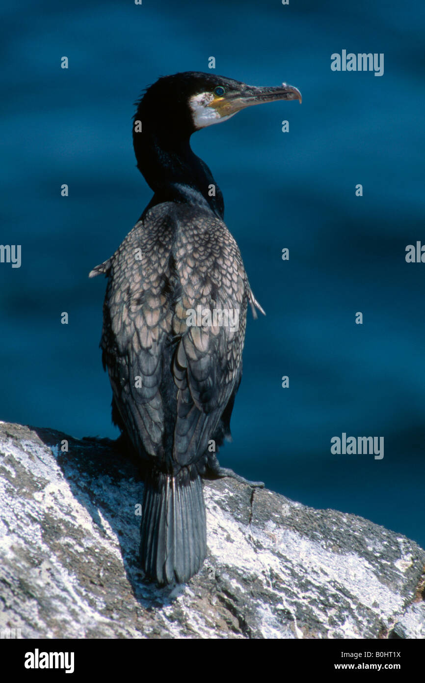 Grande cormorano nero (Phalacrocorax carbo), Scozia, Europa Foto Stock