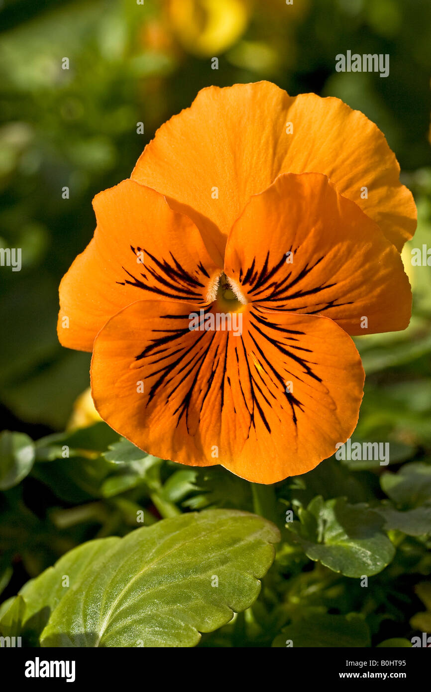 Giardino fiorito Pansy (Viola x wittrockiana ibrido F1), Blossom Foto Stock