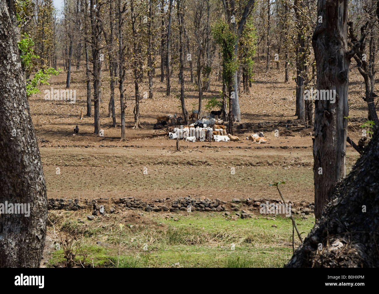 Estate in India è caldo e il Bovaro con sue vacche rilassarsi sotto gli alberi della foresta del Dangs nel calore del giorno. Foto Stock