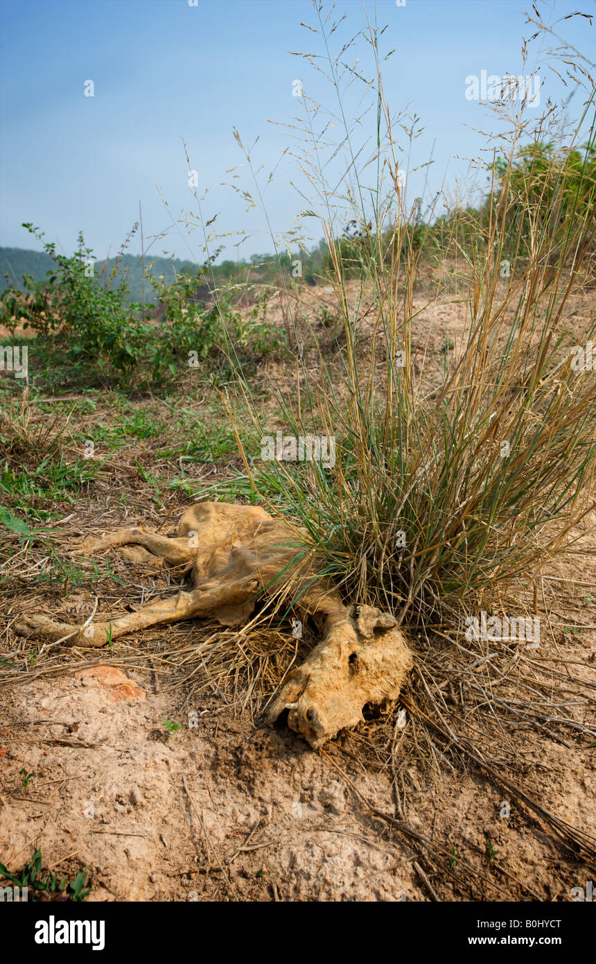 Un cane morto è passato da una mancanza di cibo e di acqua nella stagione secca Foto Stock
