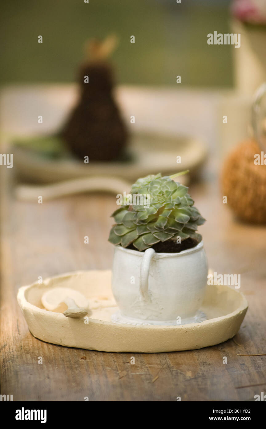 Piante succulente in una pentola su una piastra di argilla giardino rustico accessori e arredamento Foto Stock