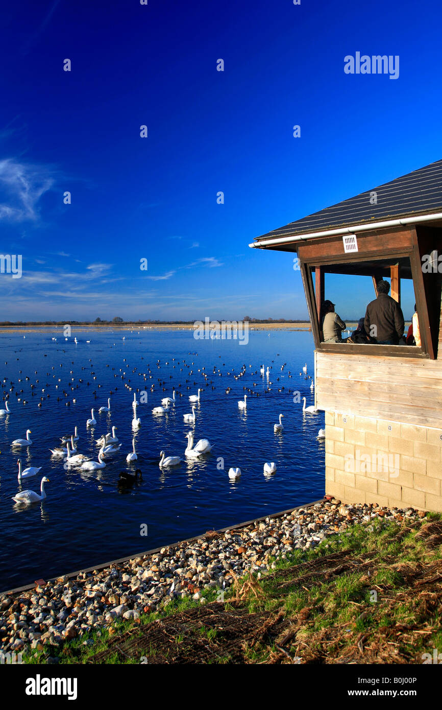 Osservare le persone mute e Whooper cigni Osservatorio WWT Welney lavaggi riserva nazionale di uccelli Cambridgeshire Inghilterra Gran Bretagna UK EUR Foto Stock