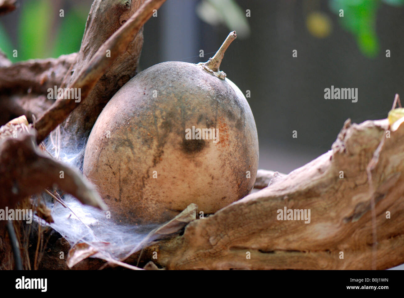 Frutto di una tromba superriduttore Bignoniaceae AKA jacaranda o bignonia Foto Stock