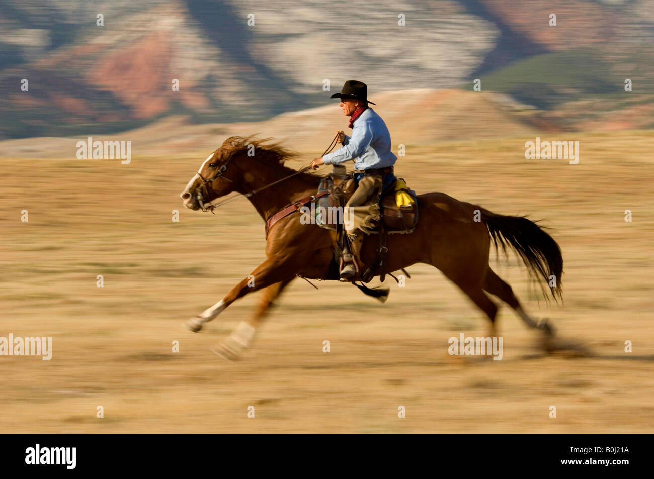 Cowboy a cavallo di un cavallo veloce, Wyoming Foto Stock