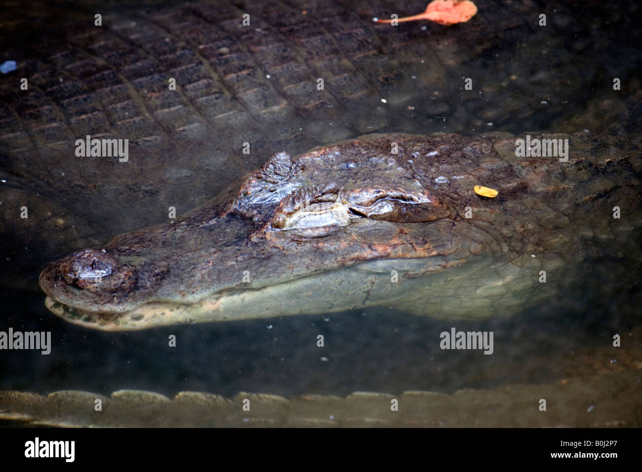 Croc in appoggio in stagno Foto Stock
