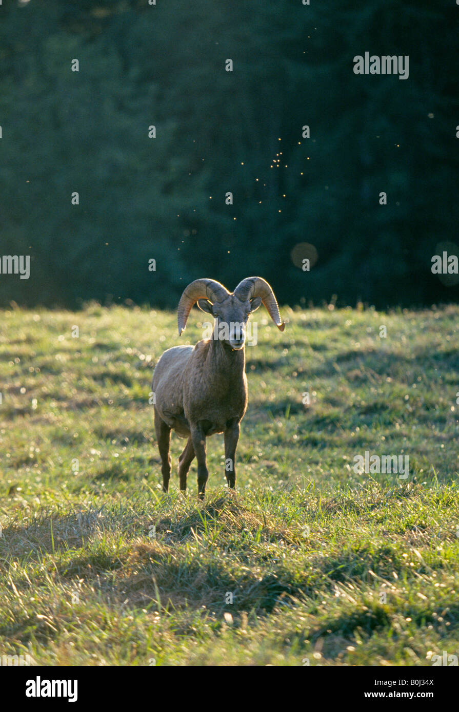 Ritratto di un California Bighorn Ovis canadensis californiana con insetti passando sopra la sua testa Foto Stock