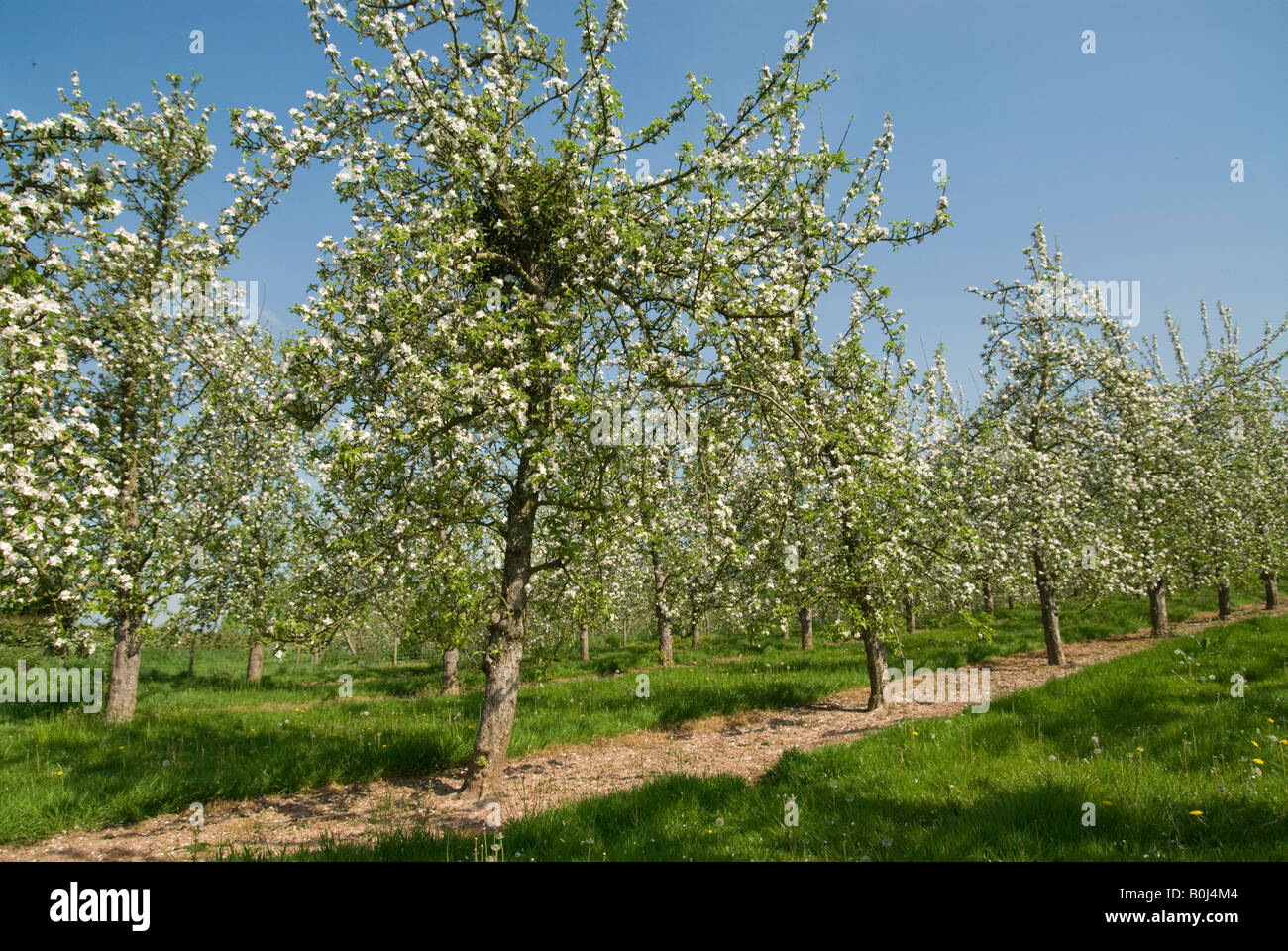 Vischio in un Herefordshire apple Orchard Foto Stock