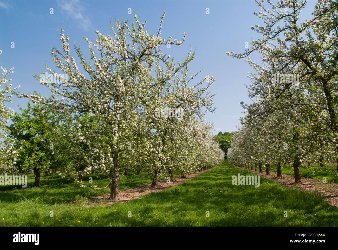 Herefordshire apple orchard in fiore Foto Stock