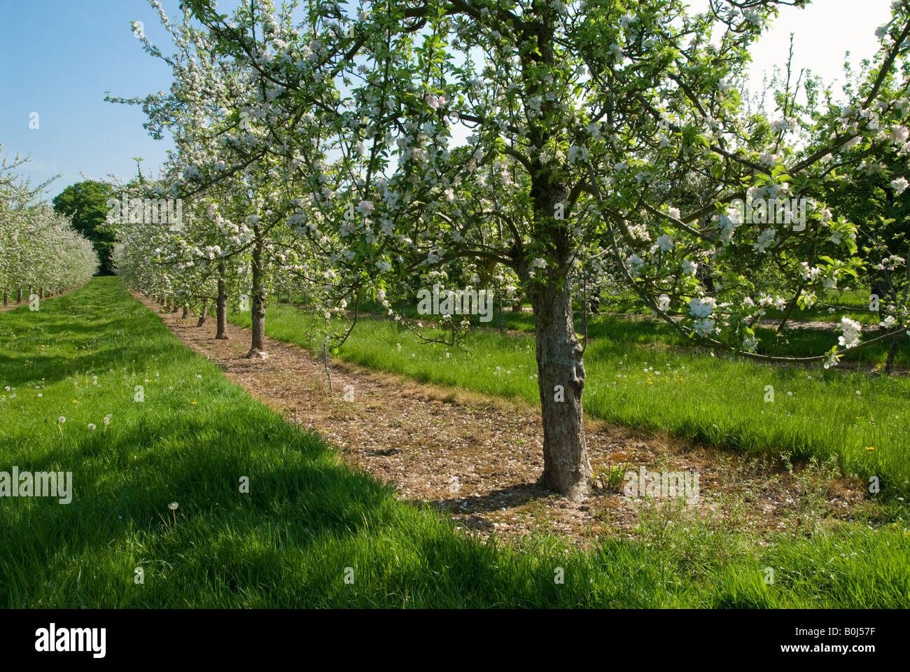 Herefordshire apple orchard in fiore Foto Stock
