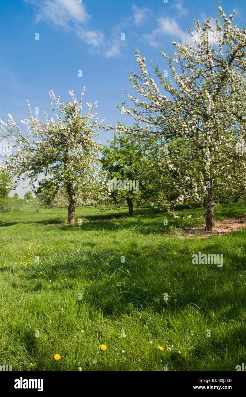 Herefordshire apple orchard in fiore Foto Stock