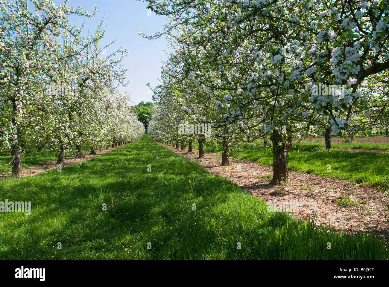 Herefordshire apple orchard in fiore Foto Stock