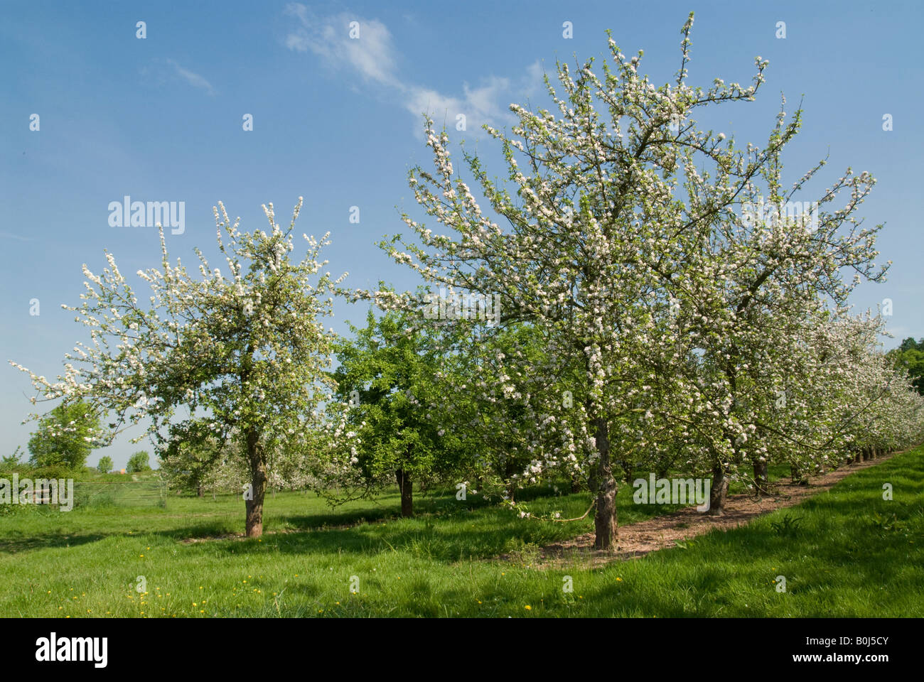 Herefordshire apple orchard in fiore Foto Stock
