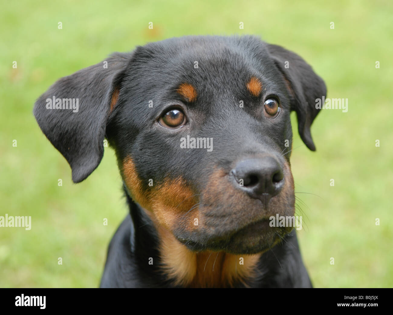 Da un anno un rottweiler. Foto Stock