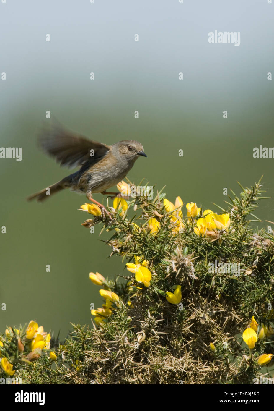 Dunnock o Hedge Sparrow Prunella modularis Surrey UK Foto Stock