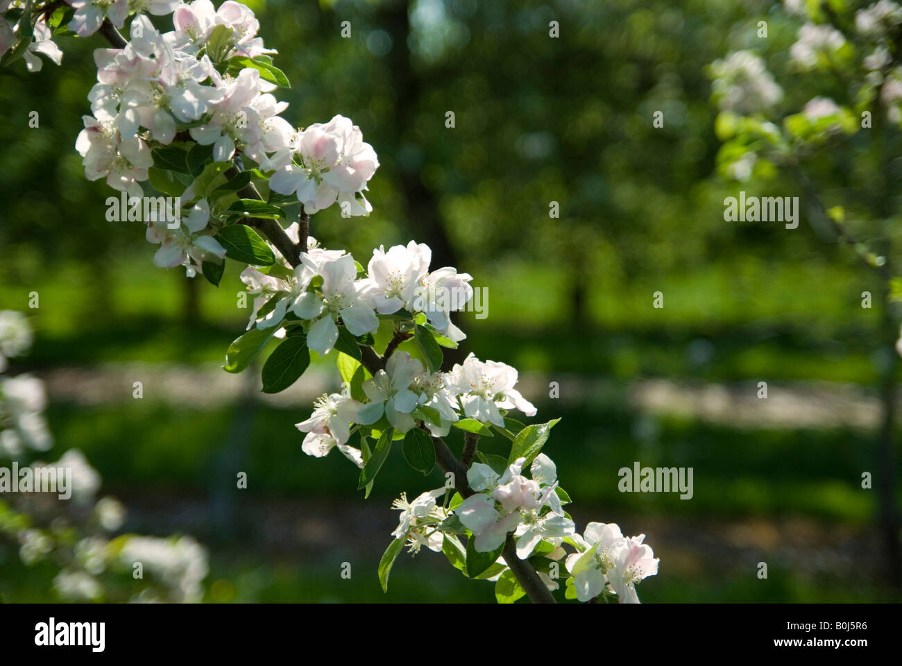 Fiore di melo Foto Stock