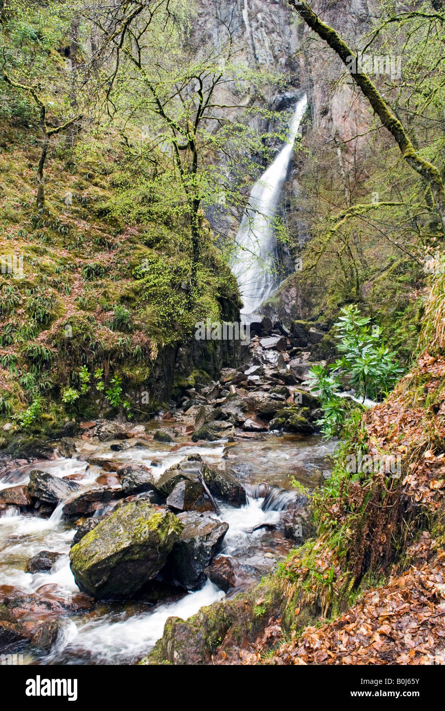 Grigio coda Mares cade sotto la pioggia, a Kinlochleven, Scozia Foto Stock