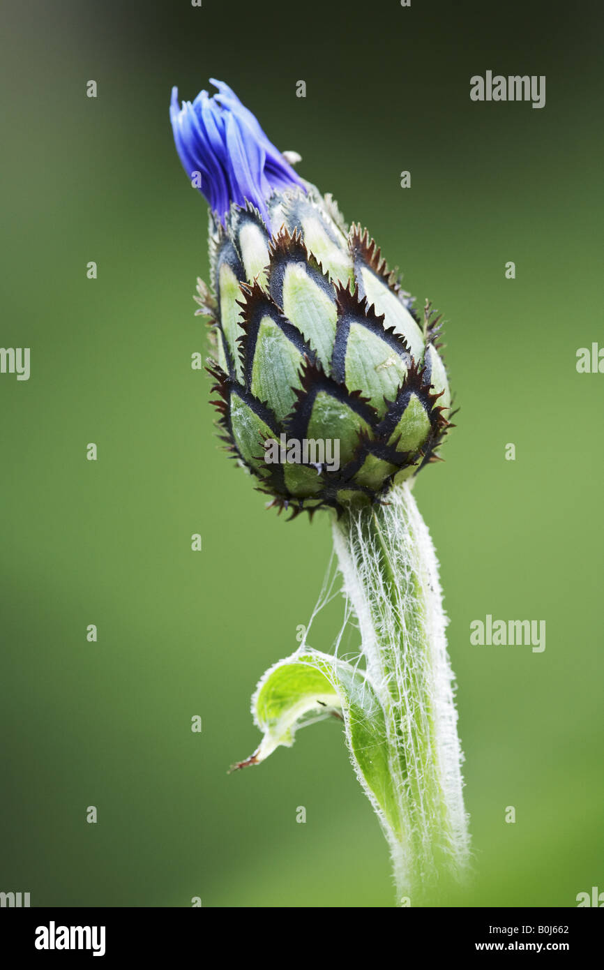 Fior di cornflower, Centaurea cyanus, Dorset, Inghilterra, Regno Unito Foto Stock