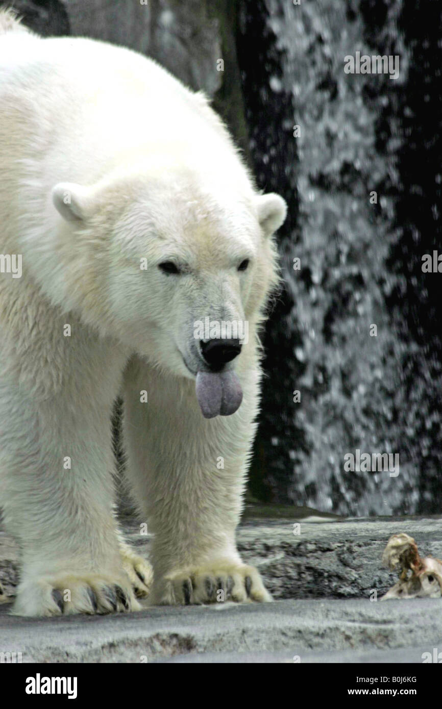 Orso polare la linguetta Foto Stock