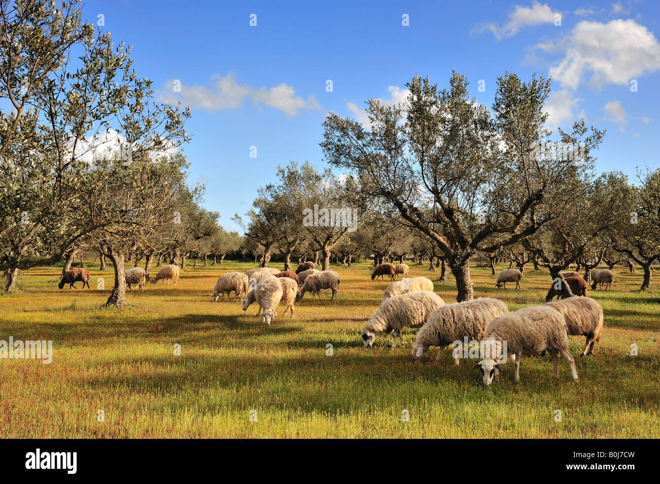 Pecore in ulivo campo Foto Stock