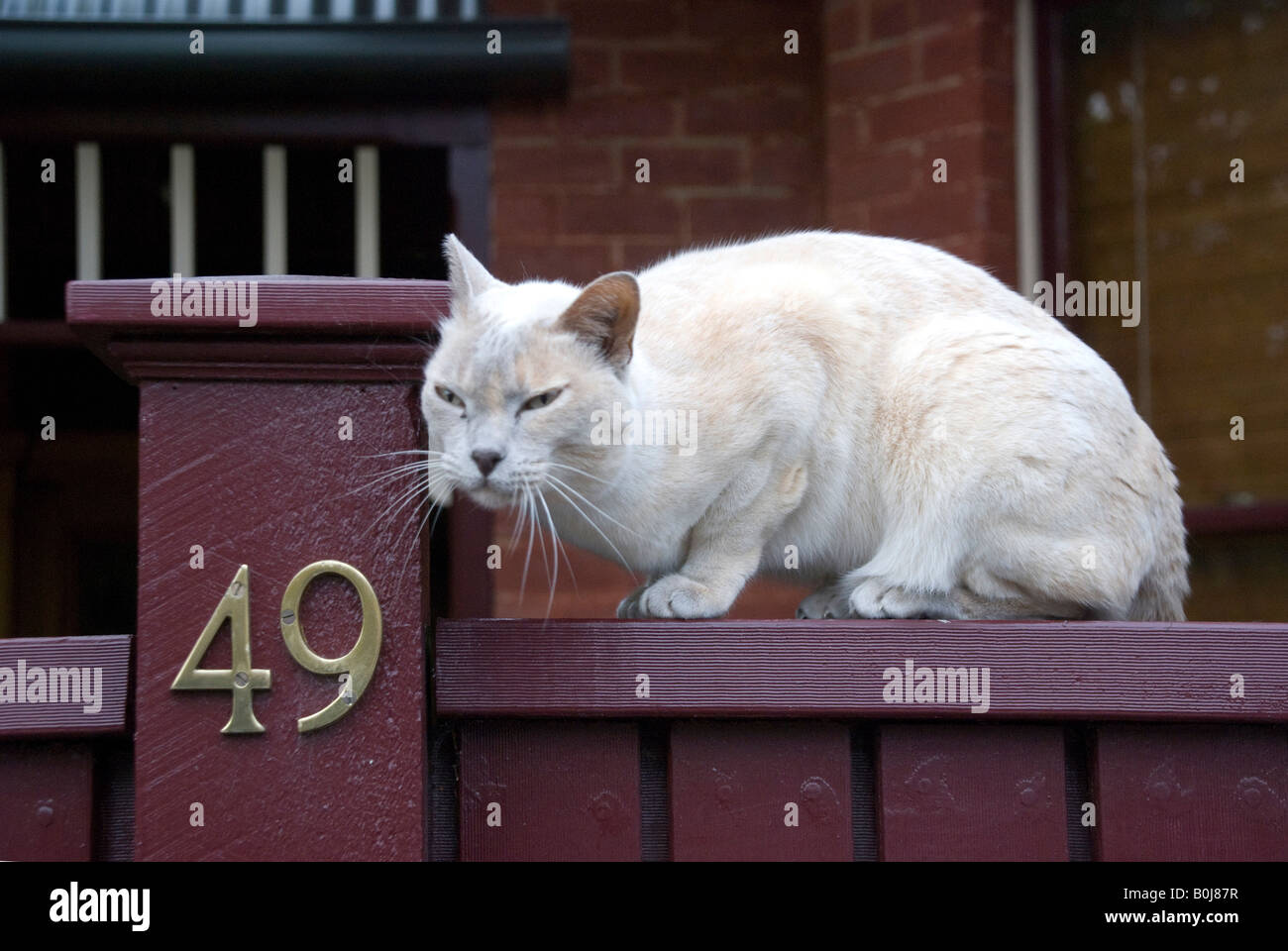 Un gatto domestico segna il territorio sfregando le sue ghiandole odorose contro una porta post Foto Stock
