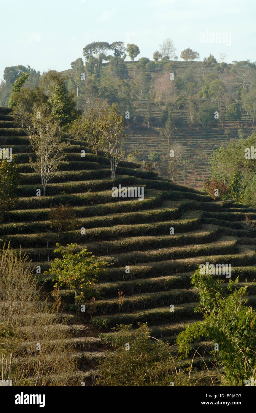 Antiche terrazze di tè a sud dello Yunnan in Cina Foto Stock