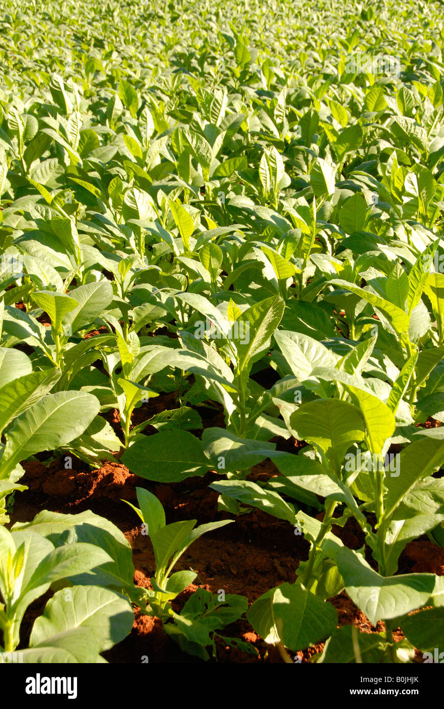 Vista ravvicinata di una piantagione di tabacco Foto Stock