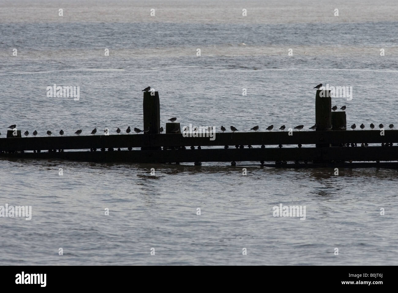 Turnstones Arenaria interpres udienza del frangionde Foto Stock