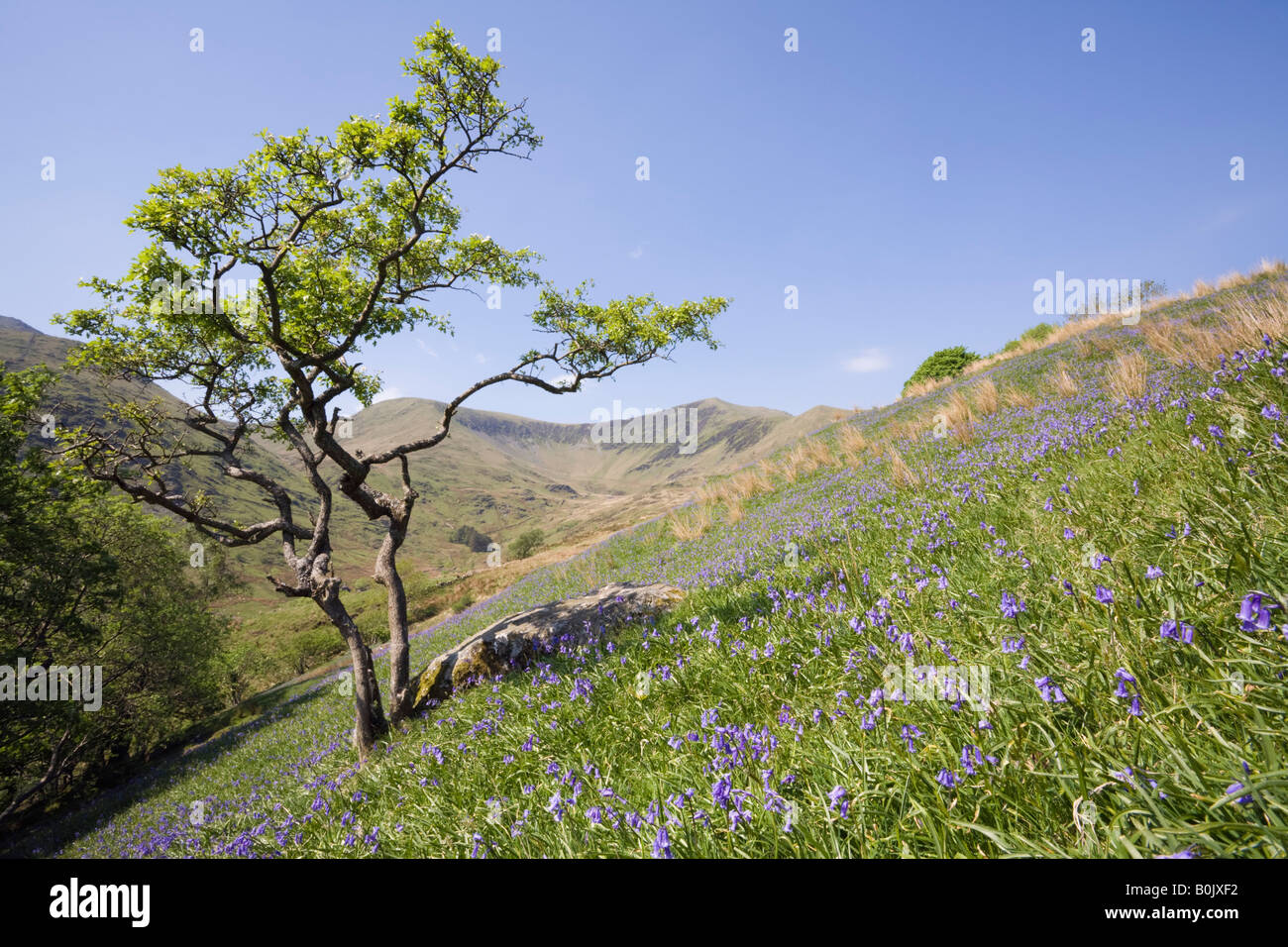 Welsh rurale valle con bluebells fioritura in tarda primavera inizio estate nel Parco Nazionale di Snowdonia. Cwm Pennant Gwynedd North Wales UK Gran Bretagna Foto Stock