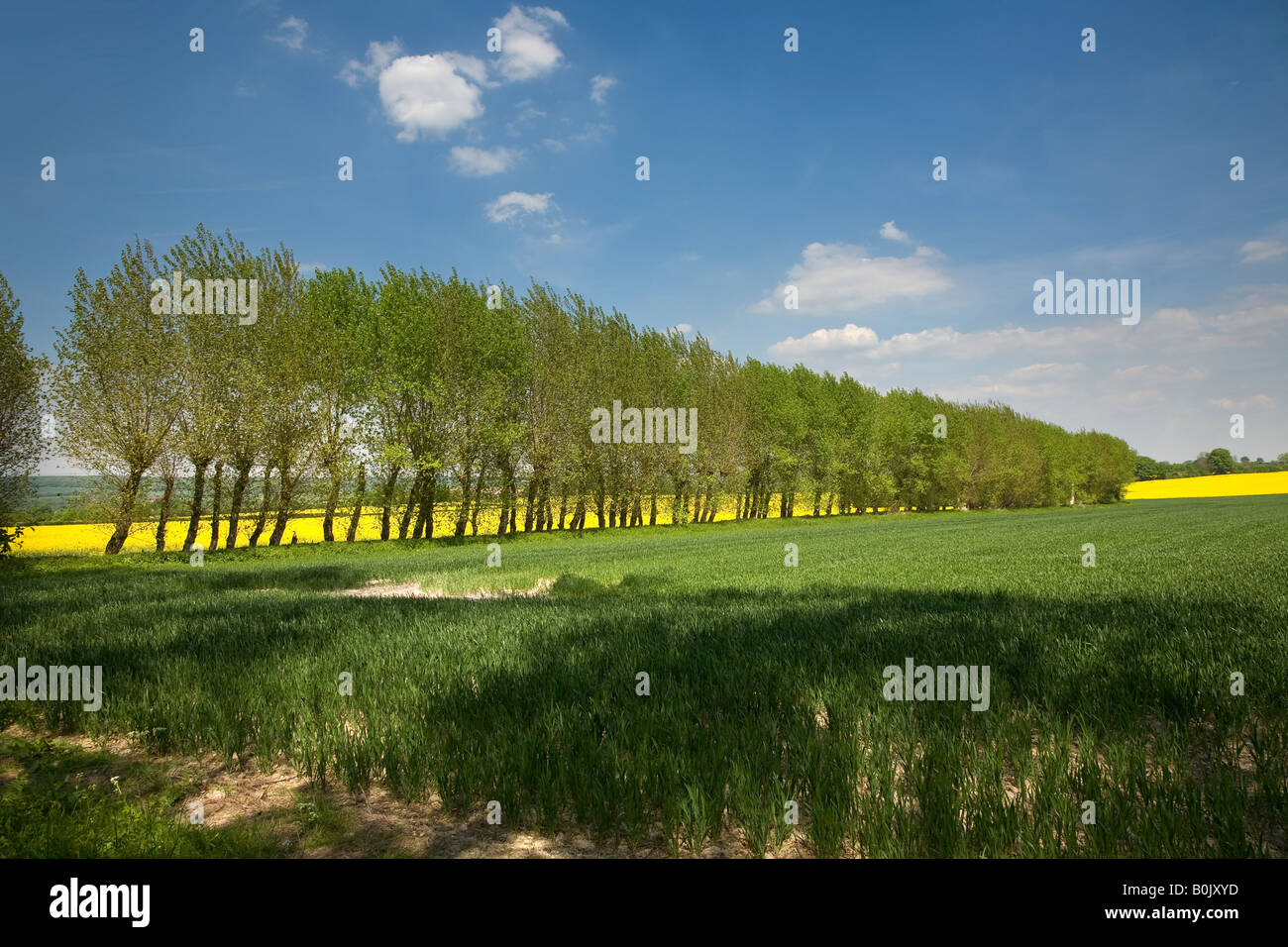 Verde campo di mais con la linea di alberi che separa il grano dal campi di colza sotto il cielo blu Foto Stock