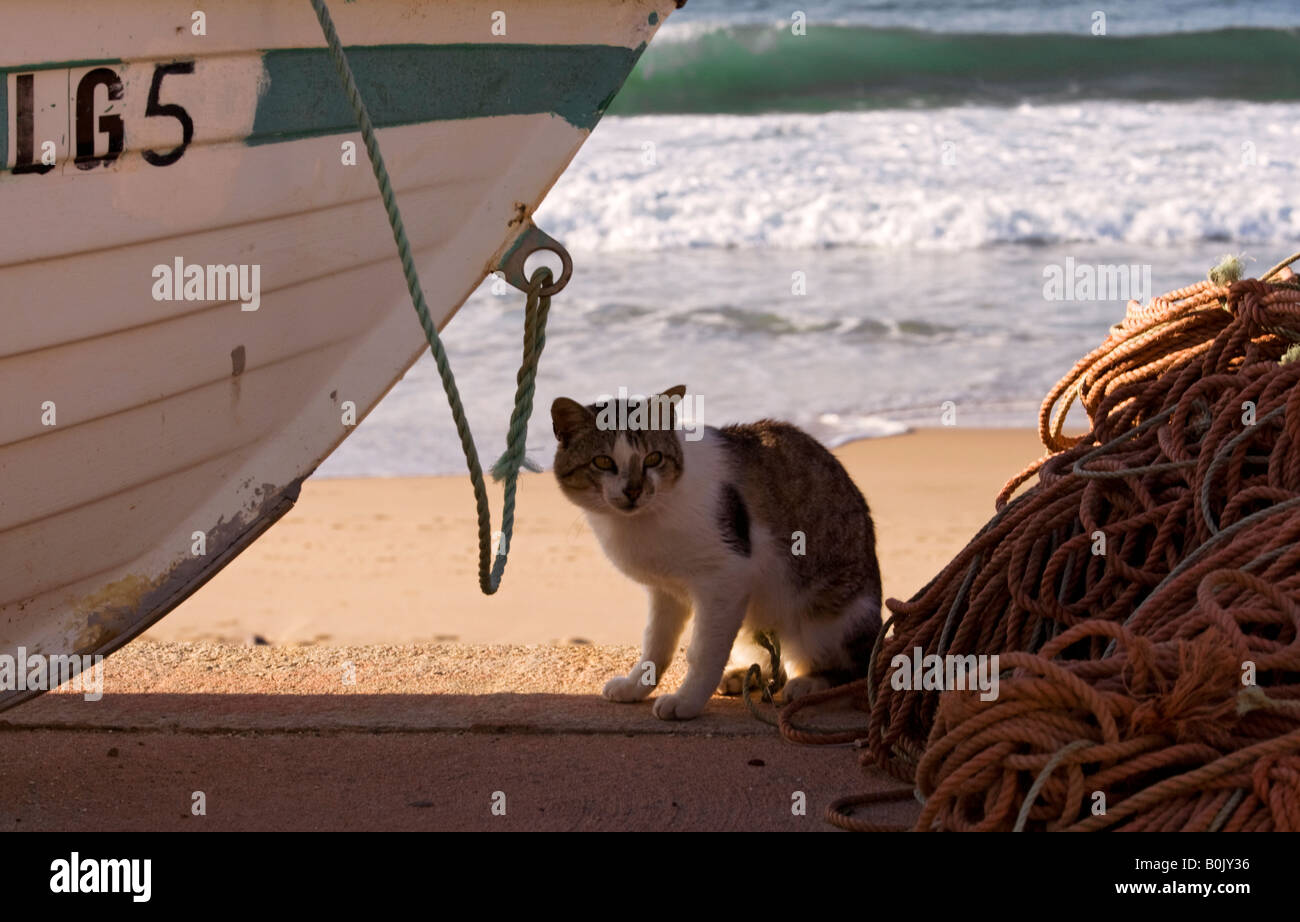 Gatto seduto sulla spiaggia,Portogallo,l'Europa Foto Stock