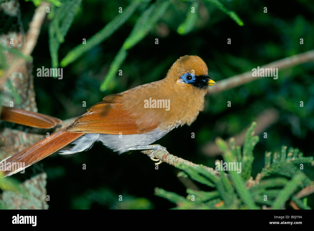 ASIA CINA Ritratto di una facciata di colore grigio di ridere i tordi Garrulax caerulatus un raro uccello di Cina e l'Himalaya Foto Stock