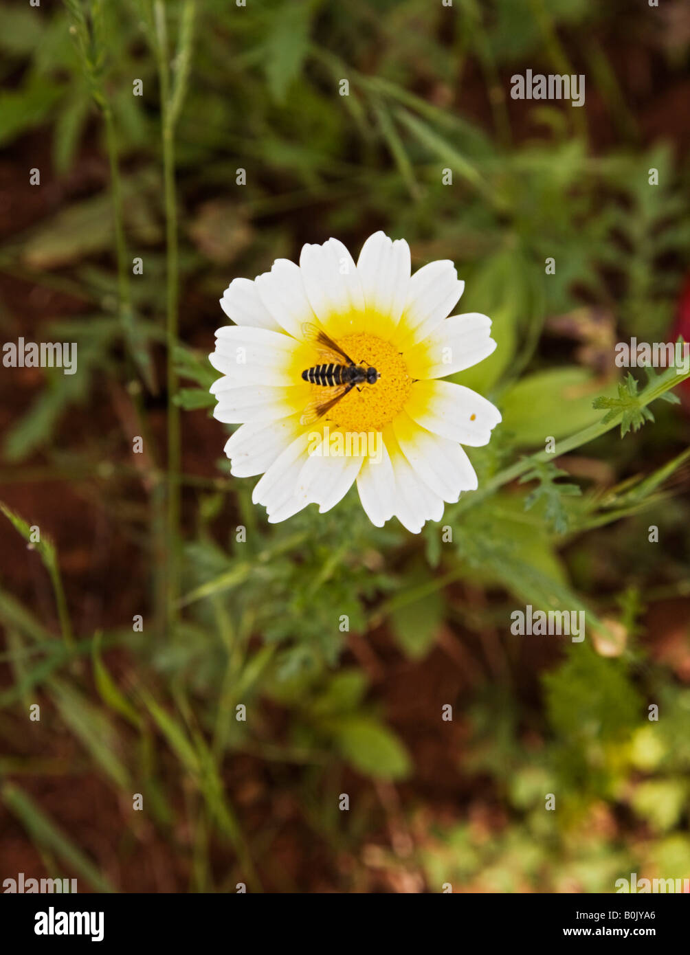 Fiore che sboccia,Portogallo,l'Europa Foto Stock