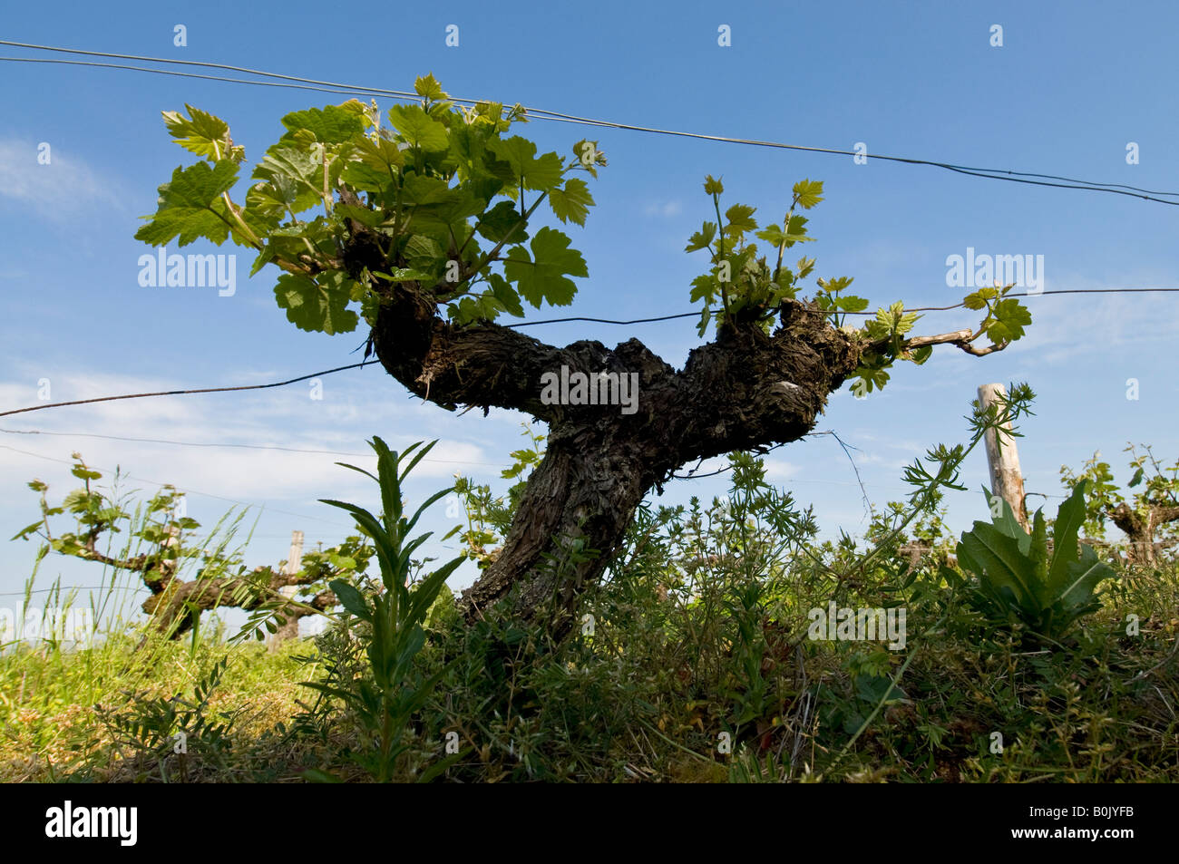 La nuova crescita sul vitigno, Indre et Loire, Francia. Foto Stock