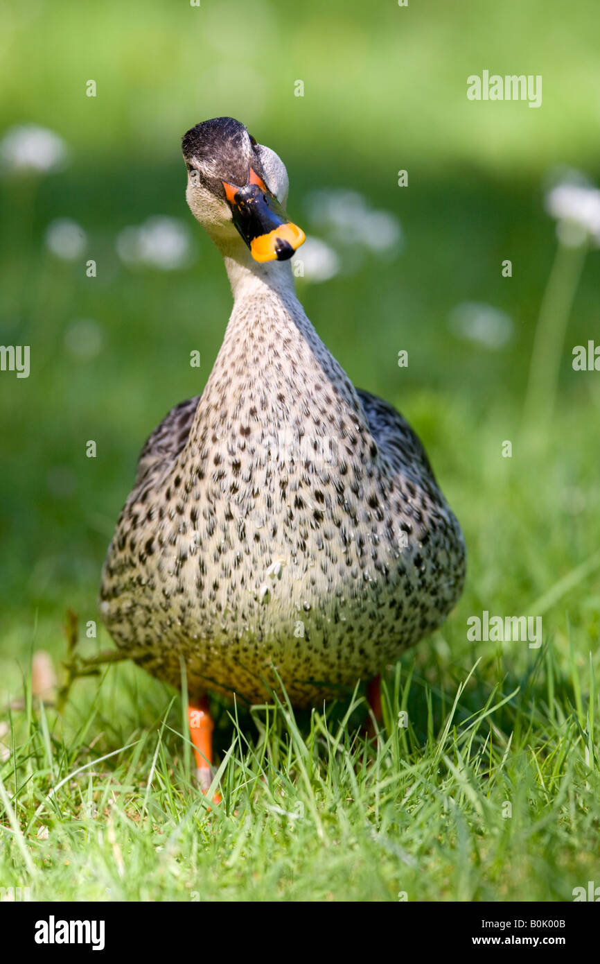 Spot indiano fatturati o anatra Spotbill - Anas poecilorhyncha poecilorhyncha Foto Stock