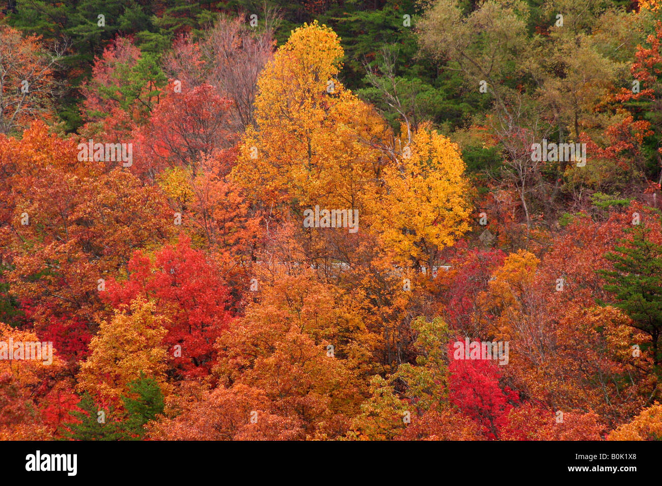 Foglie di autunno a colori su Fort montagna nel nord-ovest della Georgia Foto Stock