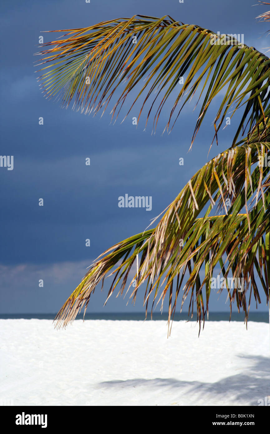 Di foglie di palma sabbia e cielo sulla Florida s Gulf Coast Madeira Beach Florida Foto Stock