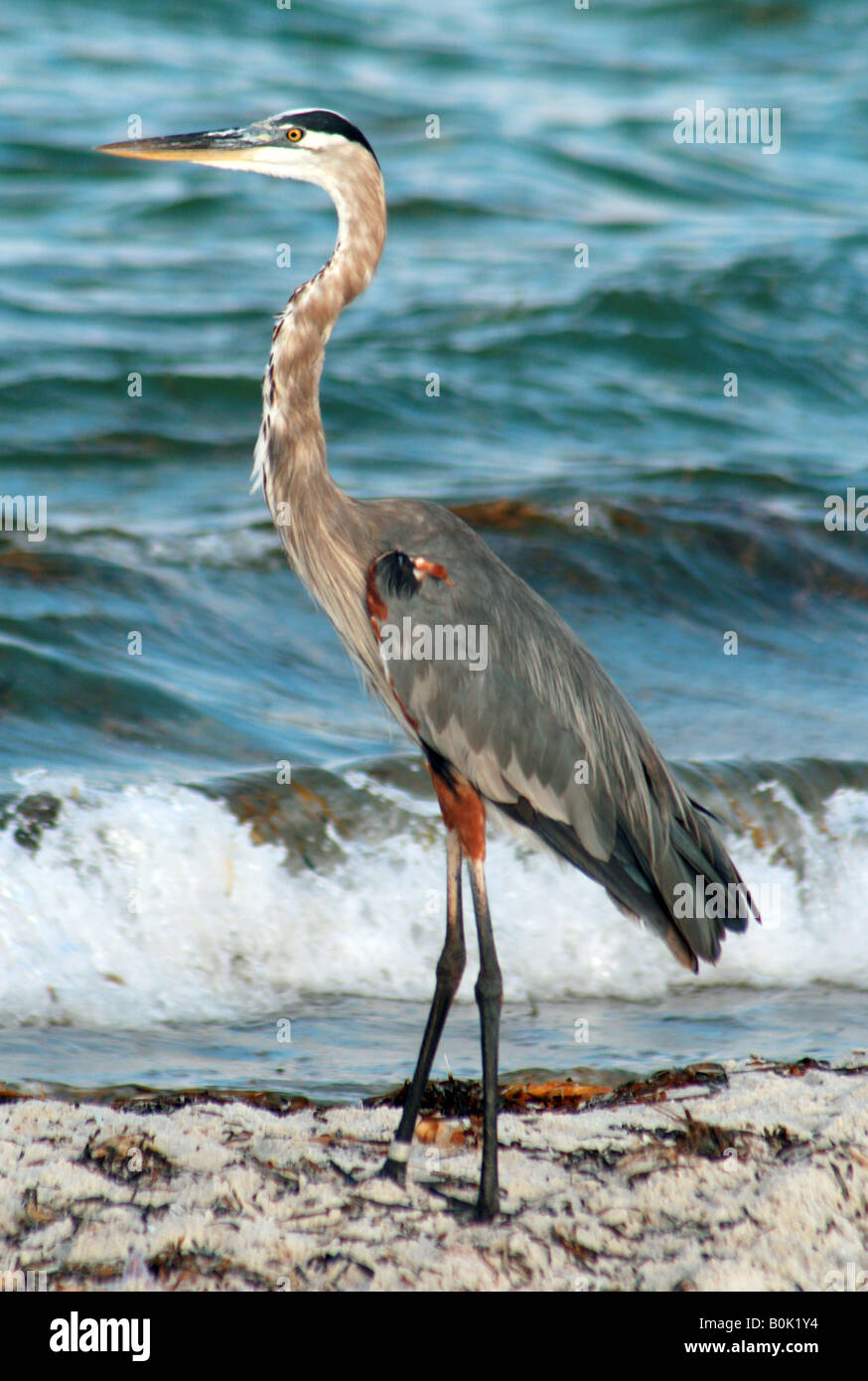 Heron sulla costa del Golfo della Florida Madeira Beach Flori Foto Stock