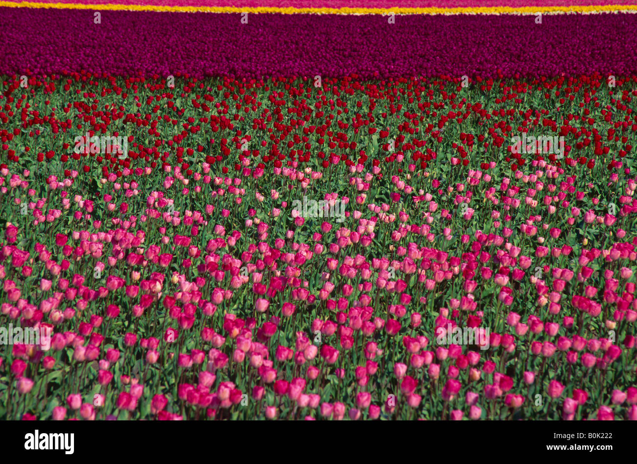 Un campo di rosso rosa e tulipani gialli La Conner Washington STATI UNITI D'AMERICA Foto Stock