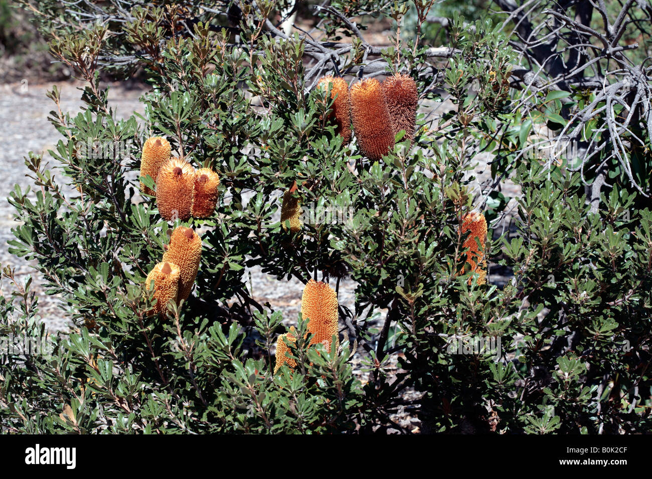 Pianure meridionali Banksia-Banksia media-famiglia Proteaceae Foto Stock