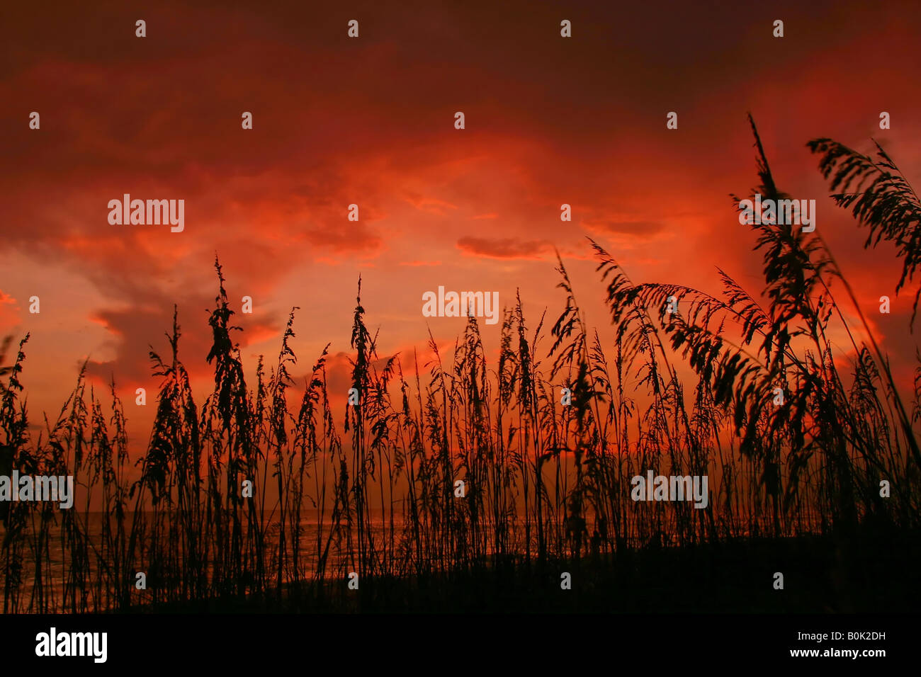 Inquadratura Seaoats una vivida tramonto Madeira Beach Florida Foto Stock