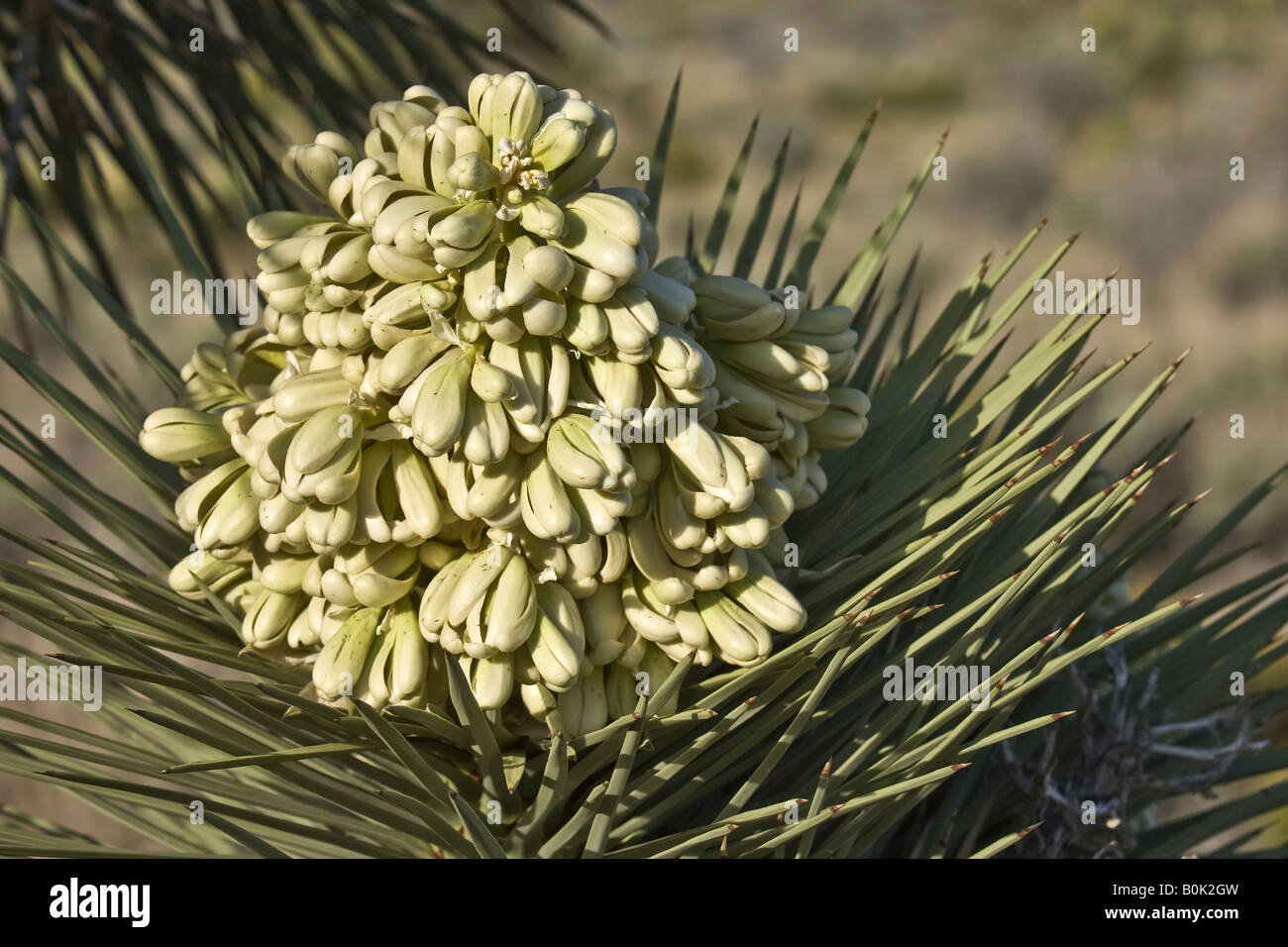 Fiore di spike il Joshua Tree Foto Stock
