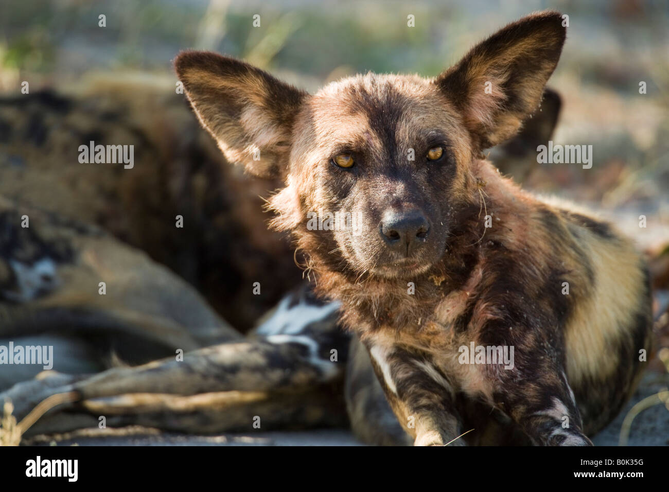 Alert African Wild Dog rari animali minacciate da vicino la luce solare sulla faccia attentamente guardando in lontananza le orecchie in alto e fuori Foto Stock