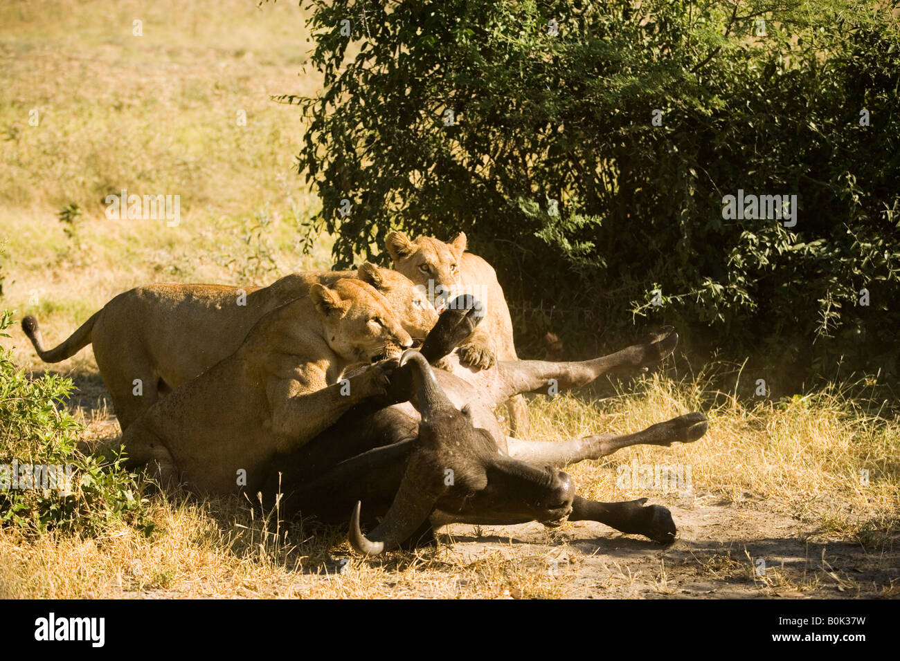Caccia leonesse preda di attacco 3 Lions per adulti di cattura bufali che sta lottando per sfuggire in Okavango Delta del Botswana Foto Stock