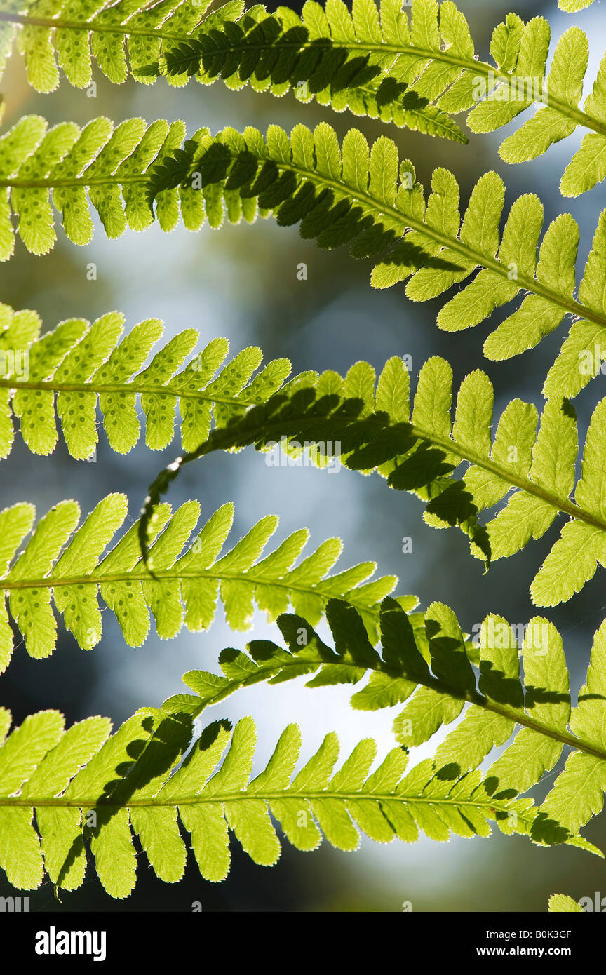 Pteridium aquilinum. Bracken, foglia di felce pattern nella campagna inglese Foto Stock