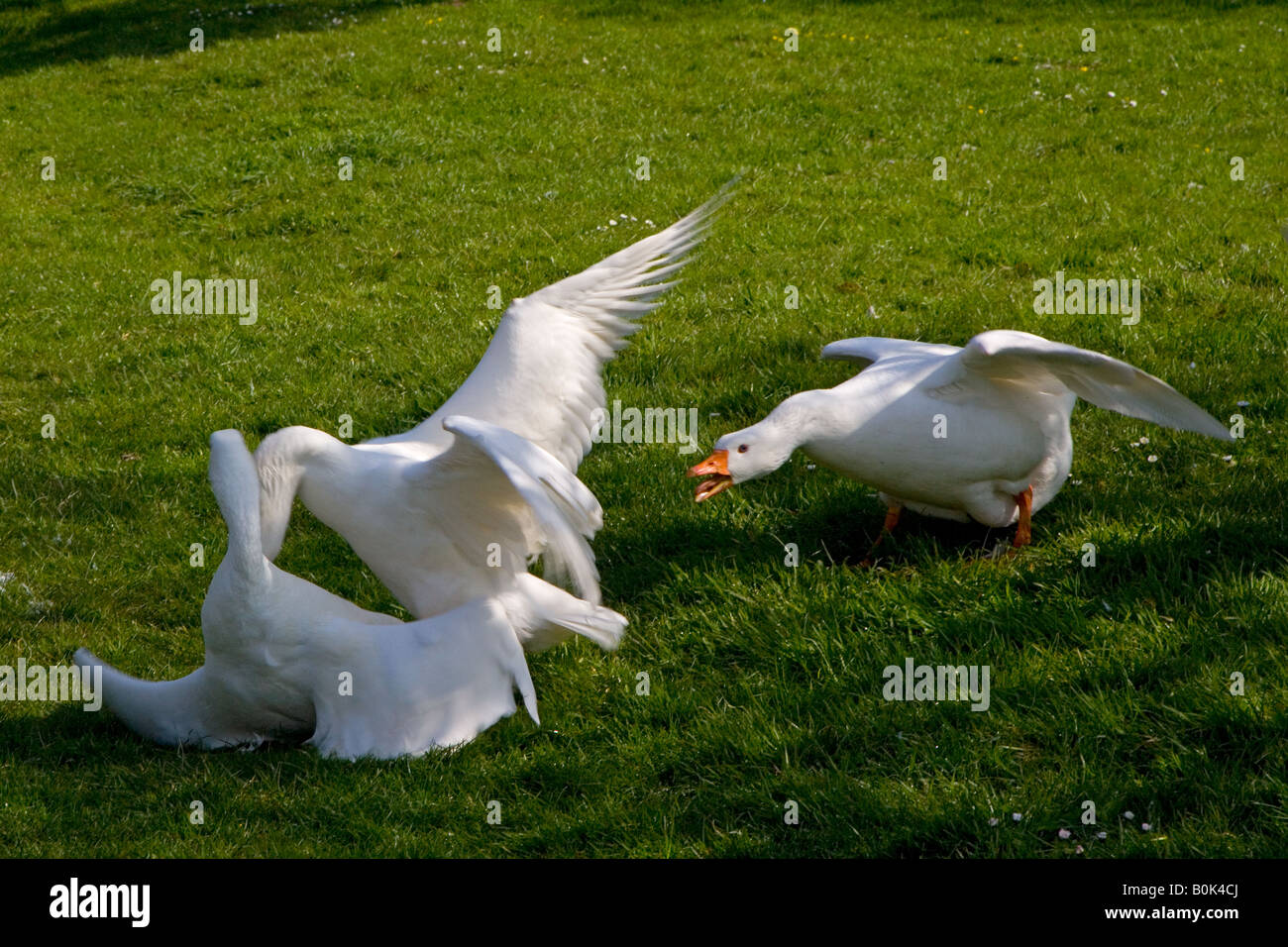 Domestico oche Emden sul verde villaggio Norfolk Foto Stock